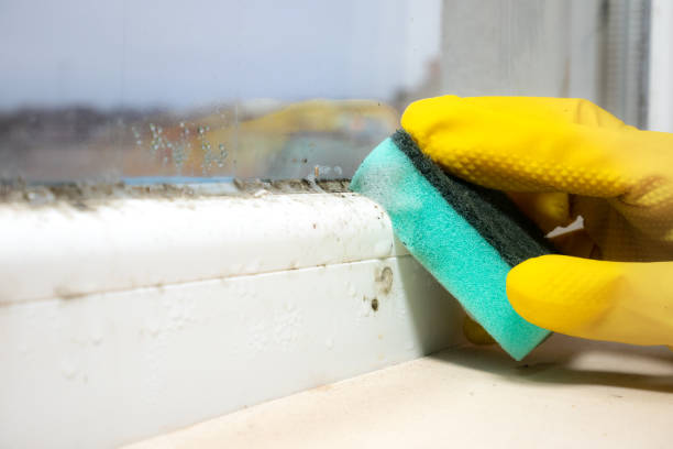 Best Black Mold Removal  in South El Monte, CA